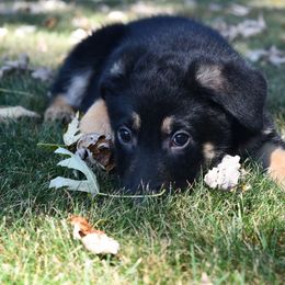 Boy 3 - Black and tan male German Shepherd puppy in Richland, Pennsylvania from Moonlight Shepherds