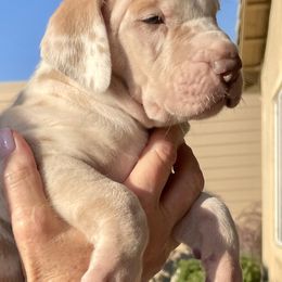 Great Dane Puppies from Oak Bend Danes