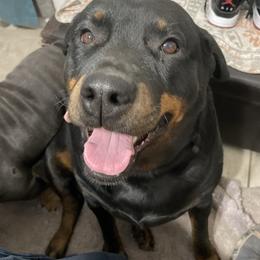 Sky - Rottweiler