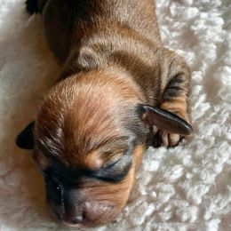 Dachshunds from German Lickers-n-Whines