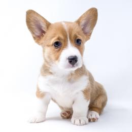 Flo (Grey Collar) - Health Tested Parents - Red female Pembroke Welsh Corgi puppy in Los Angeles, California from Limitless Huskies