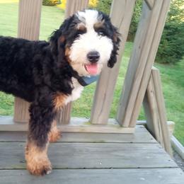 Bernedoodles and Cavapoos from FIRMAN & INA TROYER