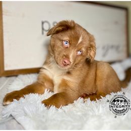 Australian Shepherd and Miniature Australian Shepherd Puppies from Integrity Aussies Tx