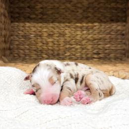 Kenny - Red merle male Australian Shepherd puppy in Unionville, Iowa from Soap Creek Kennels