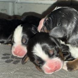Boy 2 - Tri-color male Bernese Mountain Dog puppy in Loveland, Colorado from Grateful Bernese & Gage's Goldens