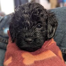 White collar girl - Black female Cockapoo puppy in Middletown, Ohio from Blessed Chaos