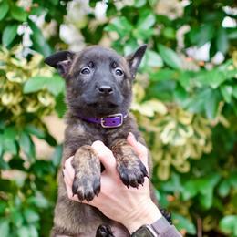Purple - Silver brindle female Dutch Shepherd puppy in Auburn, Georgia from Faberge Hollandse Herdershond