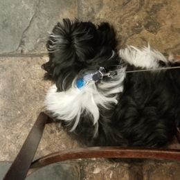Shih Tzu All Grown Up from Jamie Serigny's Shih Tzus