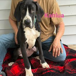 Kahlua - Black female Great Dane puppy in Gonzales, Louisiana from Anstatt House Of Danes