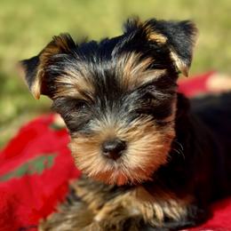 Yorkshire Terrier puppies from Royal Breeze Puppies