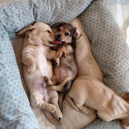 Dachshund Puppies from Leroux Creek Cream Dachshunds