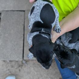 Boy 3 - Black and white male German Shorthaired Pointer puppy in Appleton, Wisconsin from Kay Quaintance's German Shorthaired Pointers