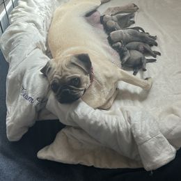 Boy 1 - Fawn male Pug puppy in Chino Valley, Arizona from Blecker Kennel