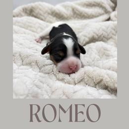 Romeo - Tri-color male Cavapoo puppy in Awendaw, South Carolina from LierChonPoo