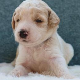 Lucky - Parti male Goldendoodle puppy in Cherry Creek, New York from Doodles Pups of NY