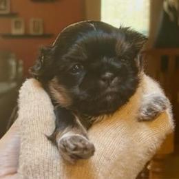 Marmalade - Black and tan female Shih Tzu puppy in Nekoosa, Wisconsin from Brox Acres House of Fur LLC