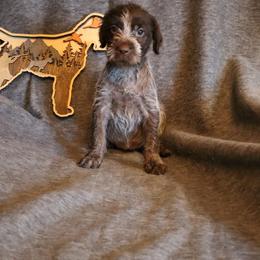 Bronze - Brown and gray female Wirehaired Pointing Griffon puppy in Afton, Wisconsin from Daehler's Wirehaired Pointing Griffons