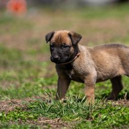 N-Pink Female - Yellow female Dutch Shepherd puppy in Alum Creek, West Virginia from Stay Wild K9