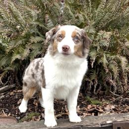Arrow - Miniature American Shepherd