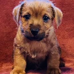 Gray Collar Male - Red wheaten male Norfolk Terrier puppy in Bristol, Tennessee from Holston Hollow Farm