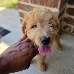Sammie (Red Collar) - Cream female Goldendoodle puppy in Forney, Texas from Cityline Goldendoodles