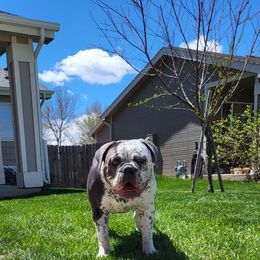Helga - Olde English Bulldogge