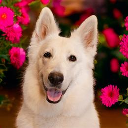 Kimber - Berger Blanc Suisse