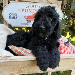 Boots (Mini Size- We have to your door delivery available) - Black male Bordoodle puppy in Canfield, Ohio from Poo's Doo's & Inu's