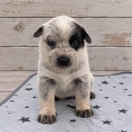 Inky - Blue speckled female Australian Cattle Dog puppy in Scurry, Texas from RedHorizon AKC Australian Cattle Dogs (Heelers)