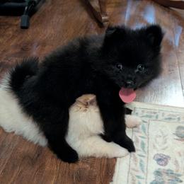 Marvin - Black male Pomeranian puppy in Danielsville, Georgia from PassionatePomPoms