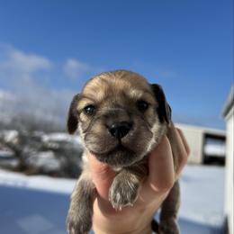 Maggie - Cream female Dachshund puppy in Nashville, Arkansas from Cuddles n Curls
