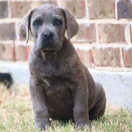 Boy 1 - Gray brindle male Cane Corso puppy in Kaufman, Texas from Phantom Corsos