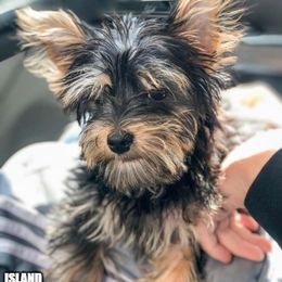 Yorkshire Terrier Puppies from Island lake Yorkies