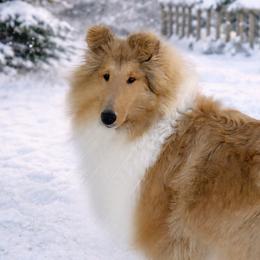 Collie puppies from Val Hi Collies