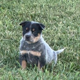 Girl 1 - White Collar - Blue female Australian Cattle Dog puppy in Nevada, Missouri from Back Road Dog Company, LLC