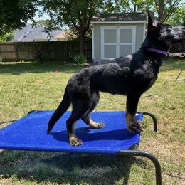 German Shepherd Puppies from Paws Of Germany