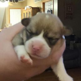 Ross - Sable male Pembroke Welsh Corgi puppy in New Douglas, Illinois from Millerbaughs Country Corgis