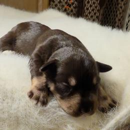 Sassy (possible blue eyes) - Liver female Miniature Schnauzer puppy in Panama City, Florida from Emerald Coast Schnauzers