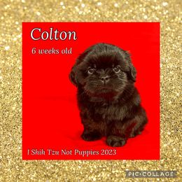 Boy 2 - Black Shih Tzu puppy in Beatrice, Nebraska from I Shih Tzu Not Puppies