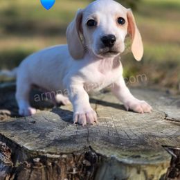 G5 - Cream male Dachshund puppy in Jacksonville, Texas from ArmnalegRanch LLC