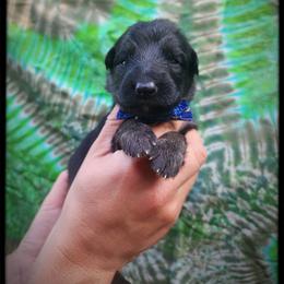 Blueberry - Black and tan male German Shepherd puppy in Fort Jennings, Ohio from Von Holtzapple German shepherds