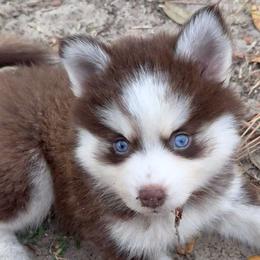 Comet - Black and white female Pomsky puppy in Spring Hill, Florida from PDQ Pomskies