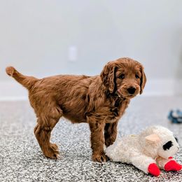 Miss White - Apricot female Goldendoodle puppy in Greenwood, Louisiana from GoldenFido