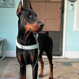Cathal - Doberman Pinscher
