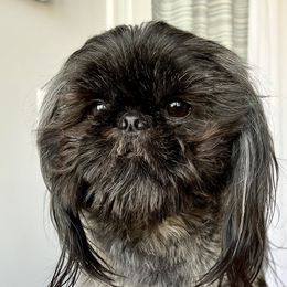 Shamus - Shih Tzu