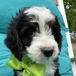 Lime Green - Tri-color female Bernedoodle puppy in Cody, Wyoming from Yellowstone Breeders
