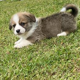 Male 1 - Sable male Pembroke Welsh Corgi puppy in Hueytown, Alabama from AAA Corgis