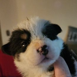 Anubis Schooley - Black and tan male Pembroke Welsh Corgi puppy in Grand Blanc, Michigan from Dellinger's Corgi's