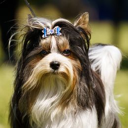 Cash - Biewer Terrier