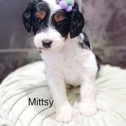 Mittsy - Tri-color female Bernedoodle puppy in Pasco, Washington from Camp Doodle Woods